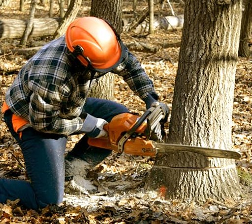 Tree Removal in Roans Prairie, TX